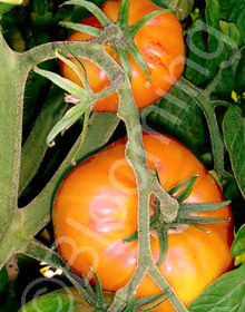 Solanum lycopersicum 'Persimmon'